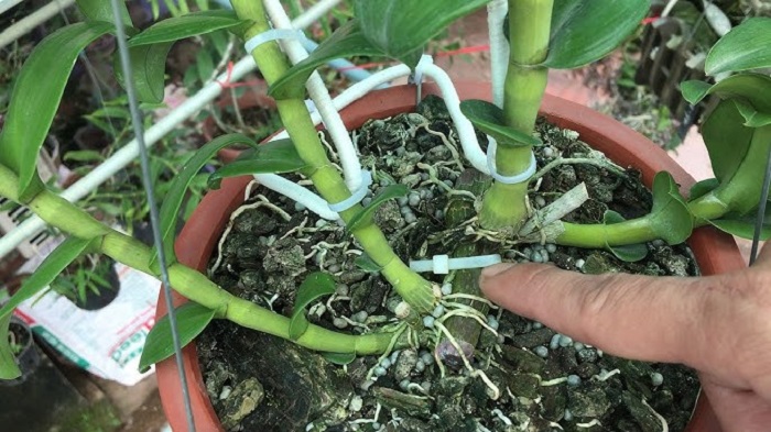 Hướng dẫn cách cắt nước cho lan ra hoa đúng kỹ thuật