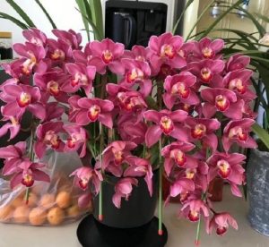 Hướng dẫn chăm sóc hoa địa lan Sapa hiệu quả