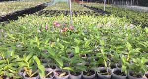 huong-dan-trong-va-cham-soc-hoa-phong-lan-don-gian-nhat-3 huong dan trong va cham soc hoa phong lan don gian nhat (3)