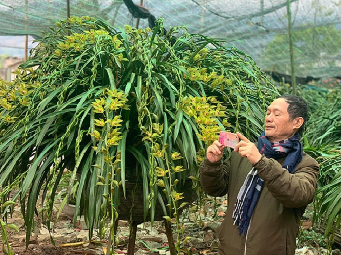 Kỹ thuật trồng hoa địa lan Sapa đúng cách