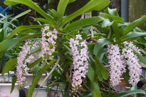 Kỹ thuật trồng và chăm sóc hoa lan Đai Châu cho người mới bắt đầu