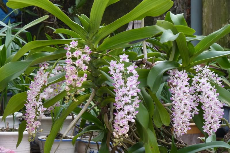 Kỹ thuật trồng và chăm sóc hoa lan Đai Châu cho người mới bắt đầu