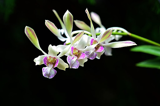 lan-dendro-nang-tai-tho