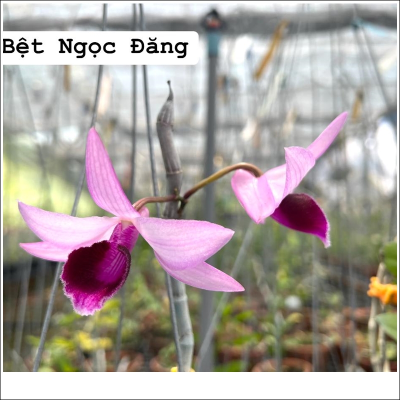 lan-ngoc-dang-1-2