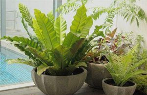 Lan tổ quạ có hoa không? Sự thật bất ngờ ai cũng nên biết