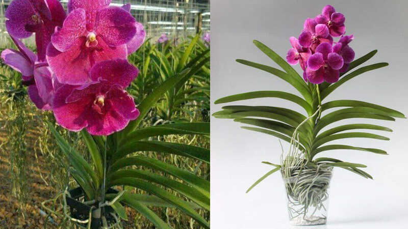 lan-vanda