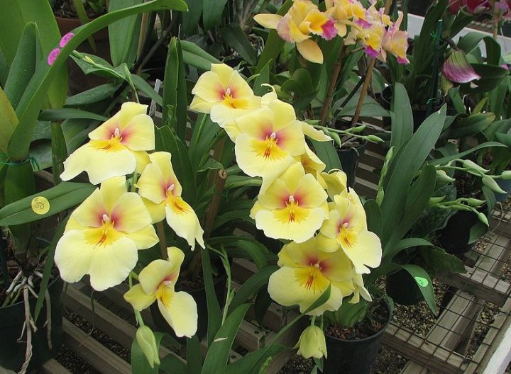 lan-vu-nu-miltonia