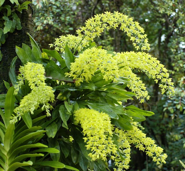 lanvunuhoanghau