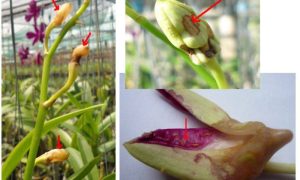 Nguyên Nhân Hoa Lan Bị Héo: Cách Nhận Biết Và Khắc Phục