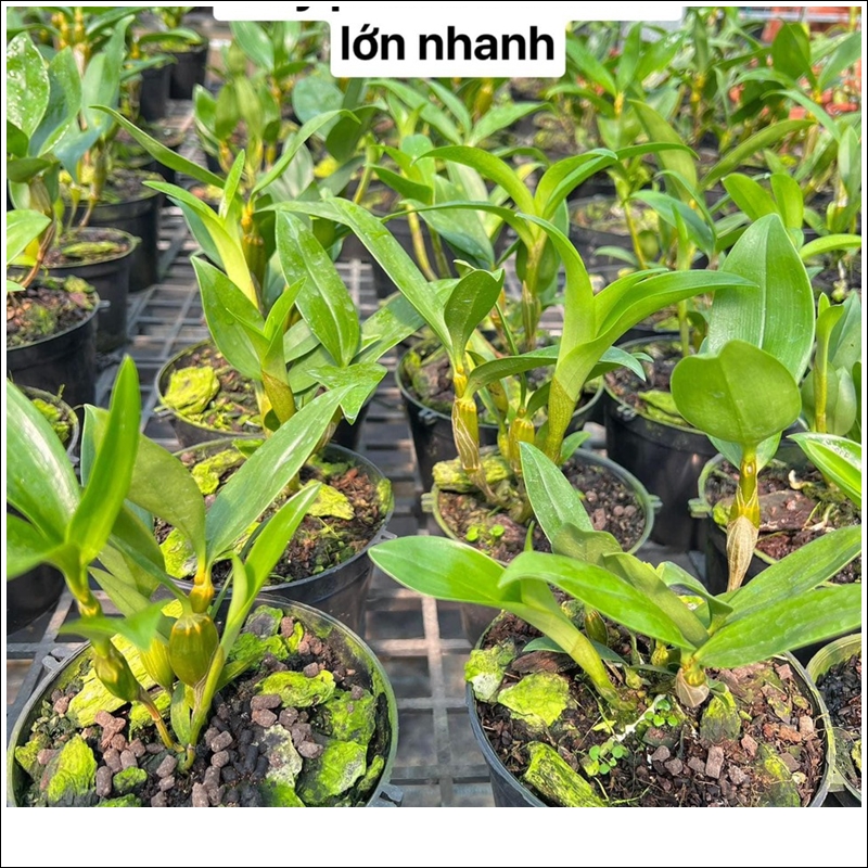 phan-bon-huu-co-dynamic-6_1 phan bon huu co dynamic (6)