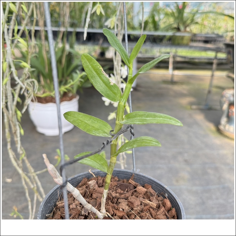 phi-diep-5-canh-trang-lam-xung-2