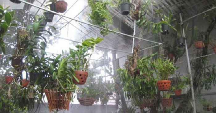 Rắc Vôi Bột Cho Hoa Lan: Lợi Ích Và Cách Thực Hiện Đúng Cách