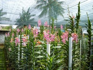 Tại sao lan phi điệp không ra hoa? Nguyên nhân và cách khắc phục