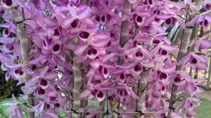 Tại sao nên cắt nước để lan ra hoa?