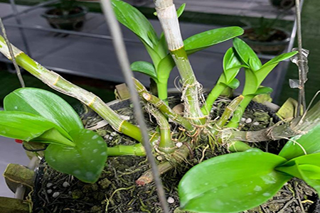 Thuốc kích ki hoa lan: Bí quyết nhân giống lan hiệu quả cho người trồng