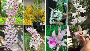 Thuốc Kích Ky Hoa Lan: Bí Quyết Để Lan Ra Hoa Đúng Mùa, Sai Bông và Rực Rỡ