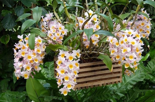 Thuốc Kích Lan Ra Hoa: Giải Pháp Để Hoa Lan Được Nở Đẹp Và Đúng Thời Điểm