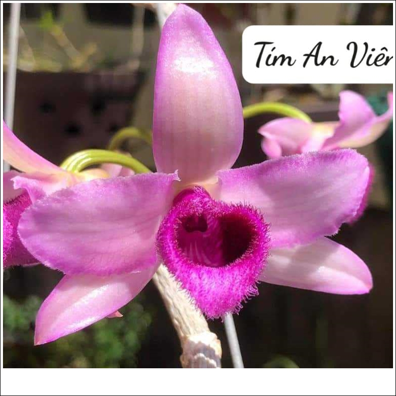 tim-an-vien-5-1