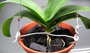 Trồng Hoa Lan Bằng Than Củi – Bí Quyết Cho Giò Lan Khỏe, Đẹp Và Lâu Bền
