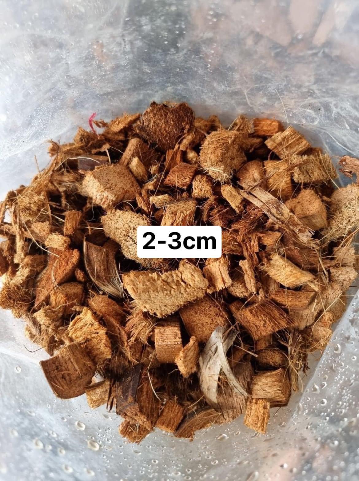 xo-dua-2-3cm-4 xo dua 2 3cm